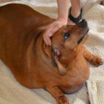 Obese Dachshund's Weight Loss Journey